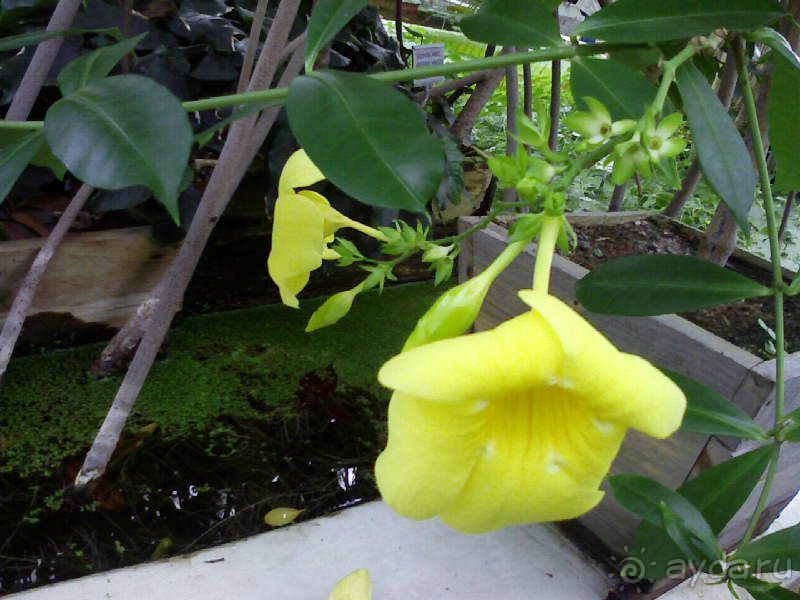 Ботанический сад им. Бергиуса