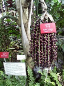 Ботанический сад им. Бергиуса