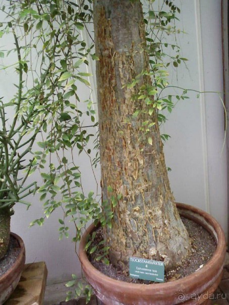 Ботанический сад им. Бергиуса