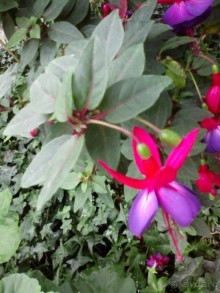 Ботанический сад им. Бергиуса