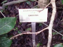 Ботанический сад им. Бергиуса