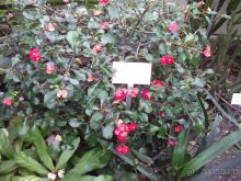 Ботанический сад им. Бергиуса