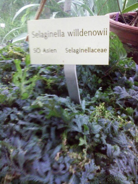 Ботанический сад им. Бергиуса