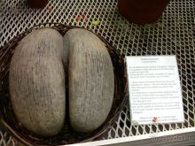 Ботанический сад им. Бергиуса