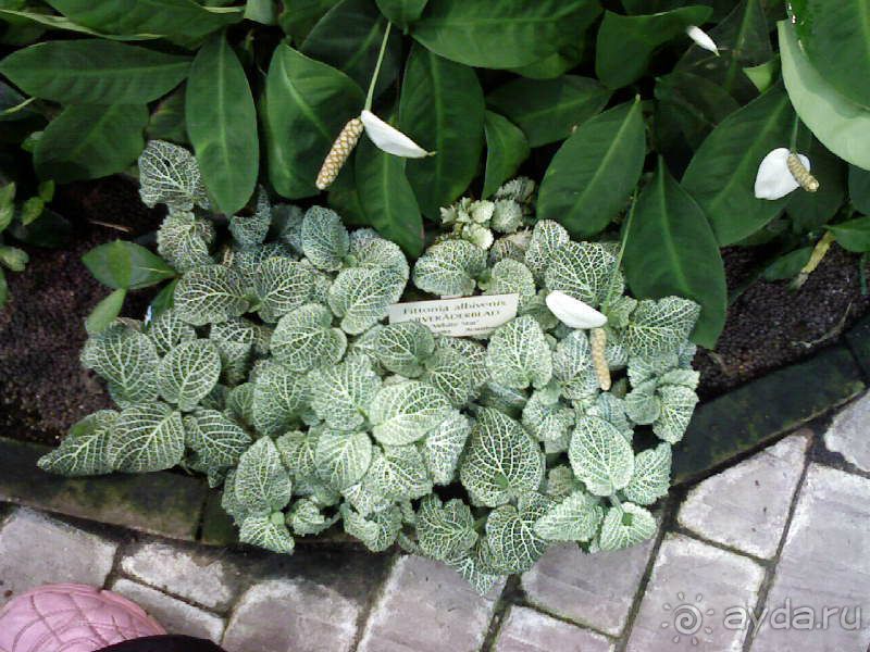 Ботанический сад им. Бергиуса