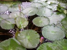 Ботанический сад им. Бергиуса