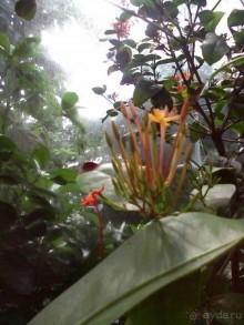 Ботанический сад им. Бергиуса