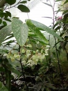 Ботанический сад им. Бергиуса