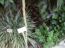 Ботанический сад им. Бергиуса