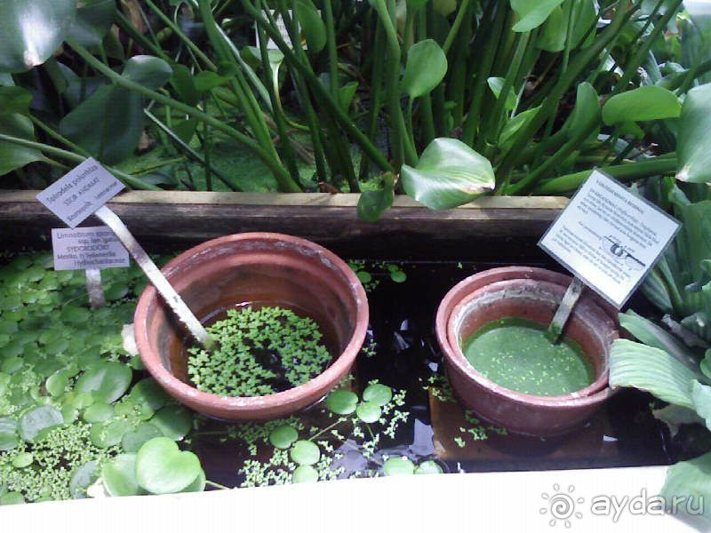 Ботанический сад им. Бергиуса