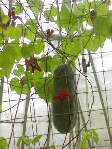 Ботанический сад им. Бергиуса