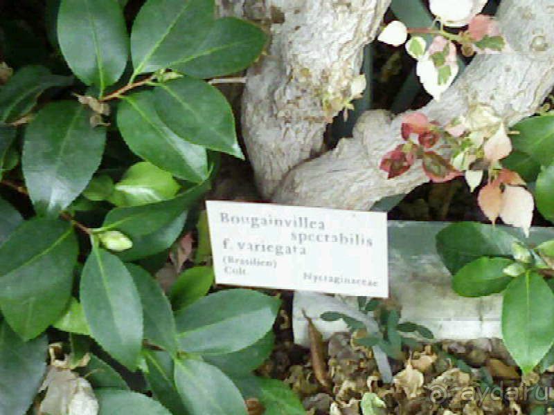 Ботанический сад им. Бергиуса