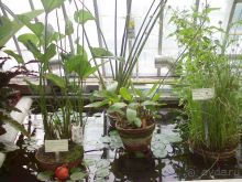 Ботанический сад им. Бергиуса