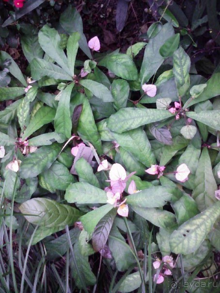 Ботанический сад им. Бергиуса