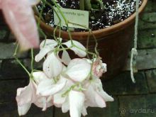 Ботанический сад им. Бергиуса