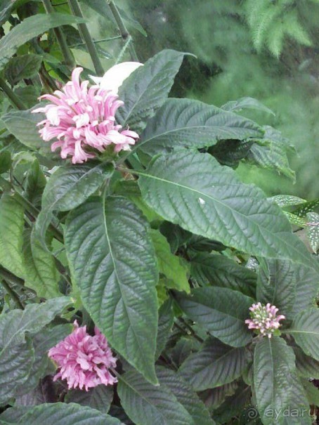 Ботанический сад им. Бергиуса