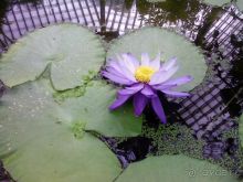 Ботанический сад им. Бергиуса