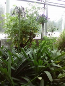 Ботанический сад им. Бергиуса