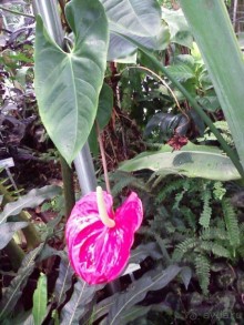 Ботанический сад им. Бергиуса