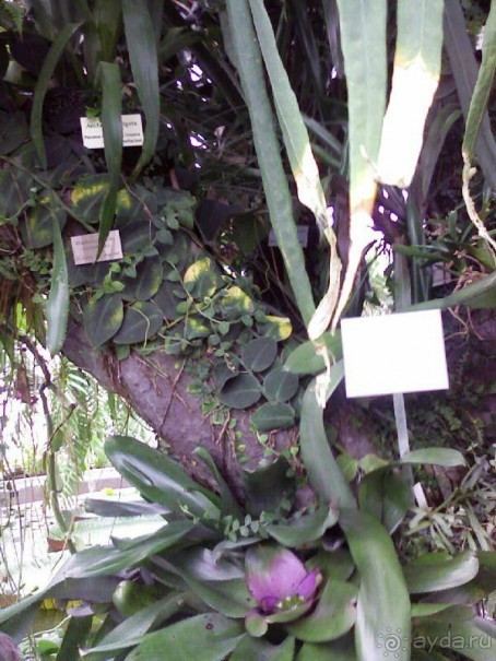 Ботанический сад им. Бергиуса