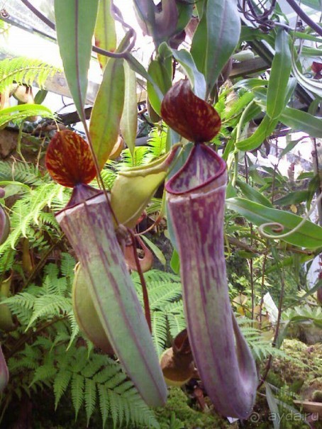 Ботанический сад им. Бергиуса