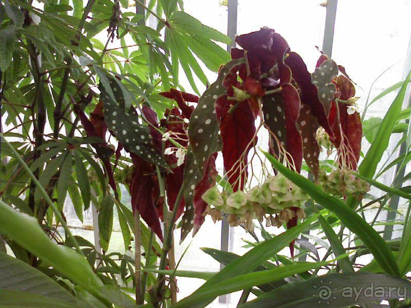 Ботанический сад им. Бергиуса