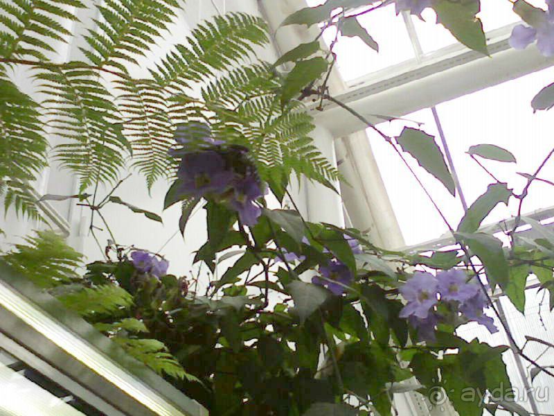 Ботанический сад им. Бергиуса