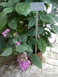 Ботанический сад им. Бергиуса