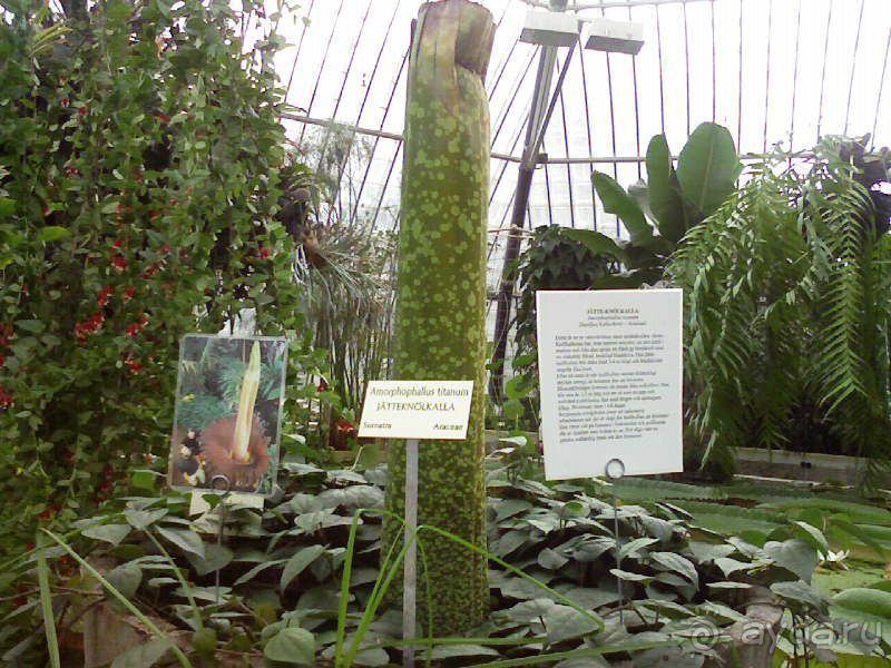 Ботанический сад им. Бергиуса