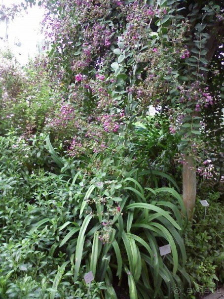 Ботанический сад им. Бергиуса