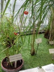 Ботанический сад им. Бергиуса