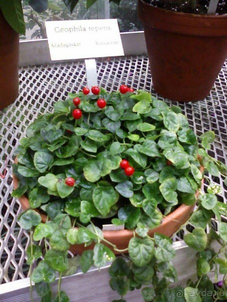 Ботанический сад им. Бергиуса