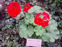 Ботанический сад им. Бергиуса