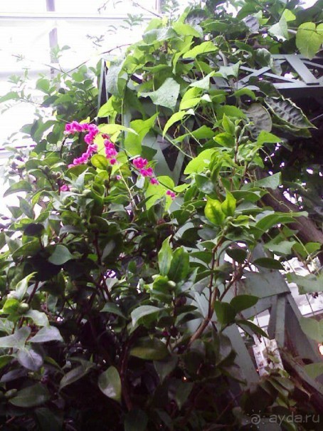 Ботанический сад им. Бергиуса