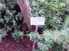 Ботанический сад им. Бергиуса