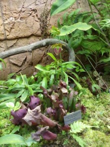 Ботанический сад им. Бергиуса