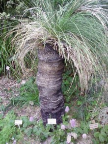 Ботанический сад им. Бергиуса