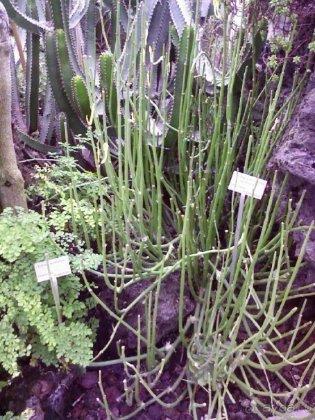 Ботанический сад им. Бергиуса