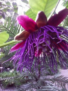 Ботанический сад им. Бергиуса