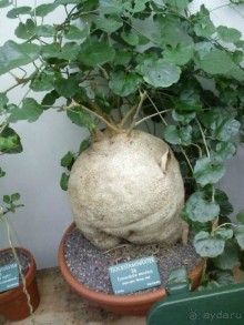 Ботанический сад им. Бергиуса