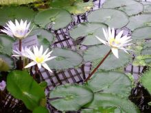 Ботанический сад им. Бергиуса