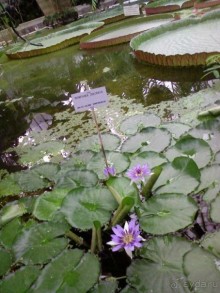 Ботанический сад им. Бергиуса