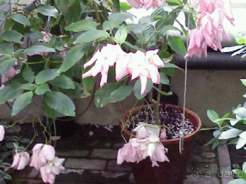 Ботанический сад им. Бергиуса