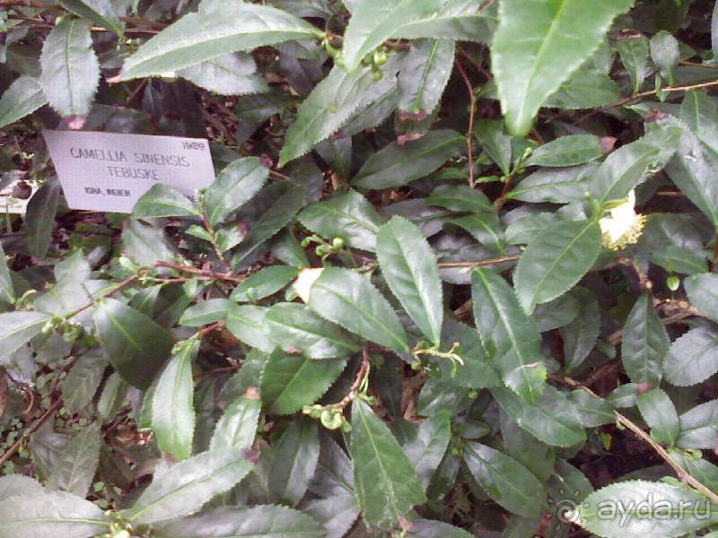 Ботанический сад им. Бергиуса