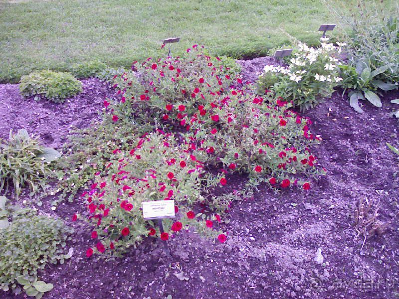 Ботанический сад им. Бергиуса