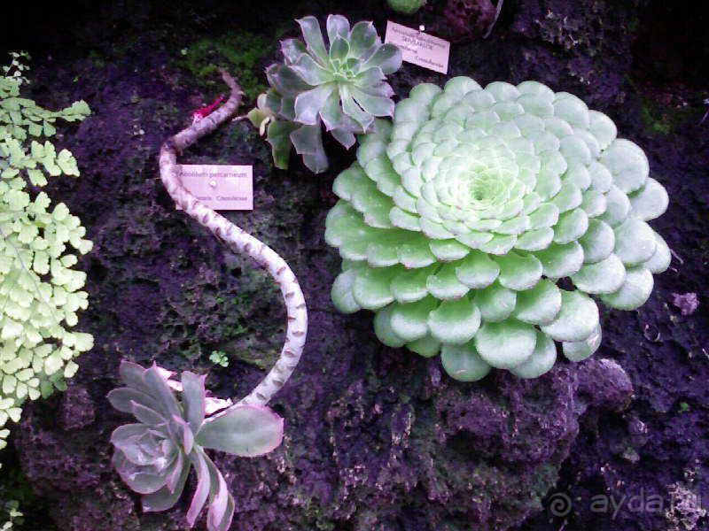 Ботанический сад им. Бергиуса