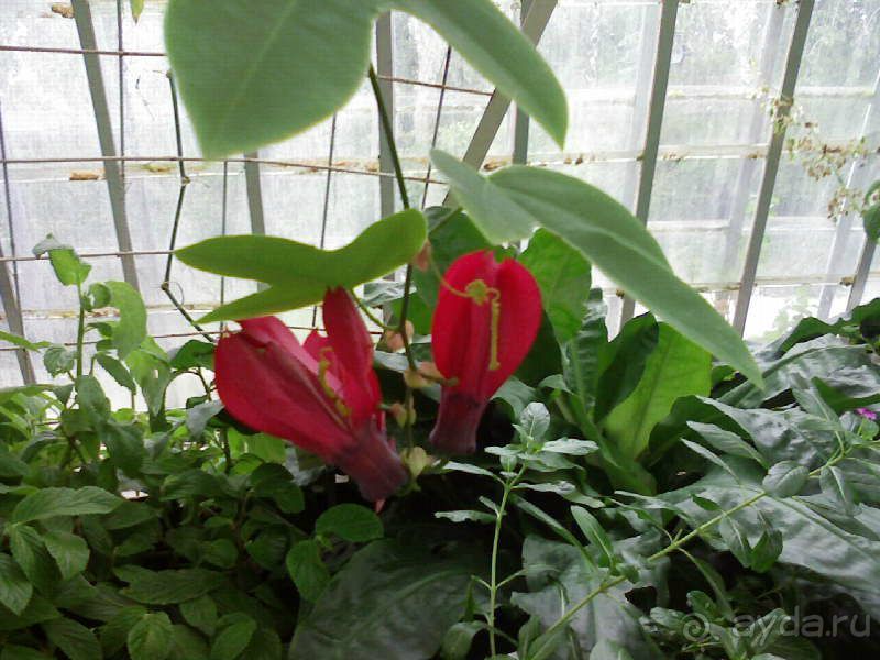 Ботанический сад им. Бергиуса