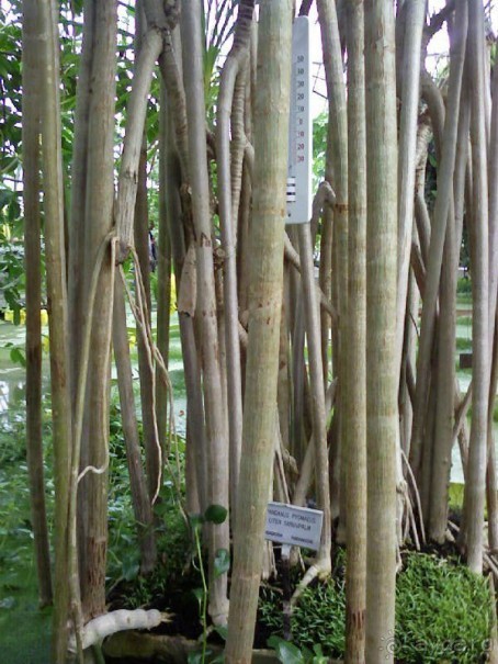 Ботанический сад им. Бергиуса