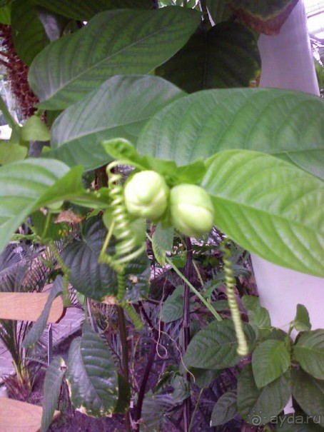 Ботанический сад им. Бергиуса