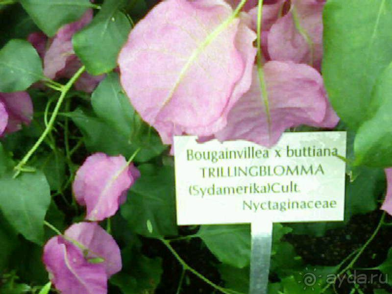 Ботанический сад им. Бергиуса